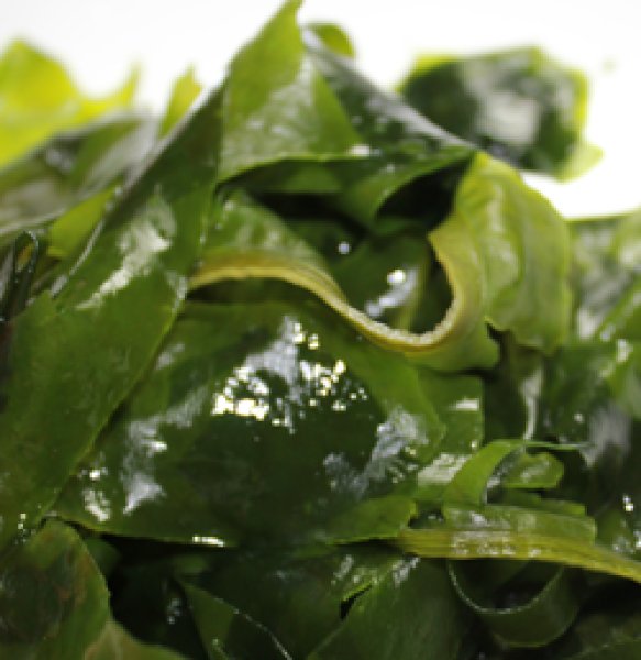 画像3: 鳴門糸わかめ (3)